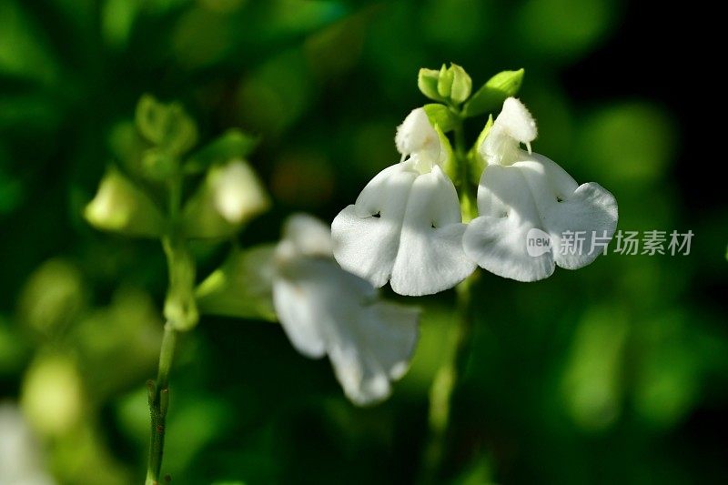 小叶鼠尾草/鼠尾草:白花